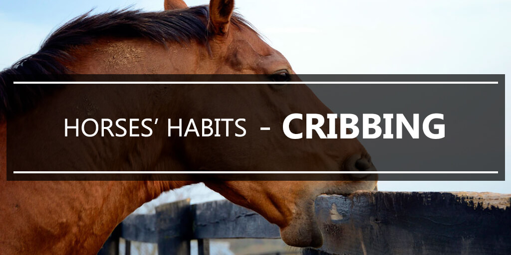 Horses Habits Cribbing Equishop Equestrian Shop