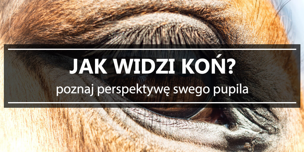 Jak Widzi Koń Sklep Jeździecki