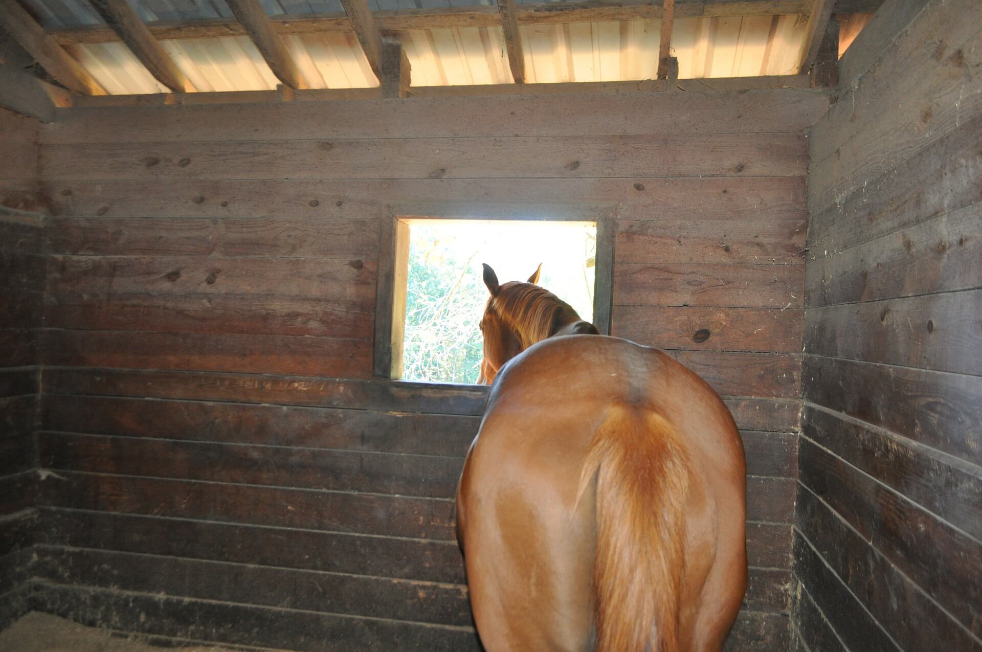 Horses Habits Cribbing Equishop Equestrian Shop