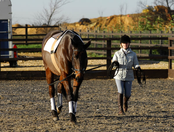 Lunging - step by step - EQUISHOP Equestrian Shop