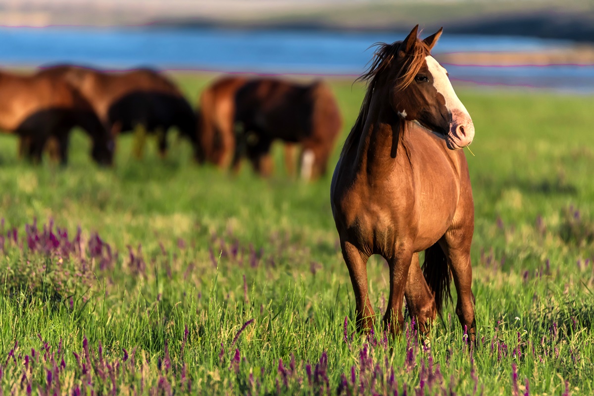 Mane Stallion Mare Mustang Rein, mustang, horse, horse Tack, horse
