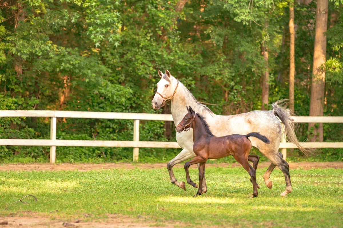 Small Saddlebred Brooch, Pin or Magnet