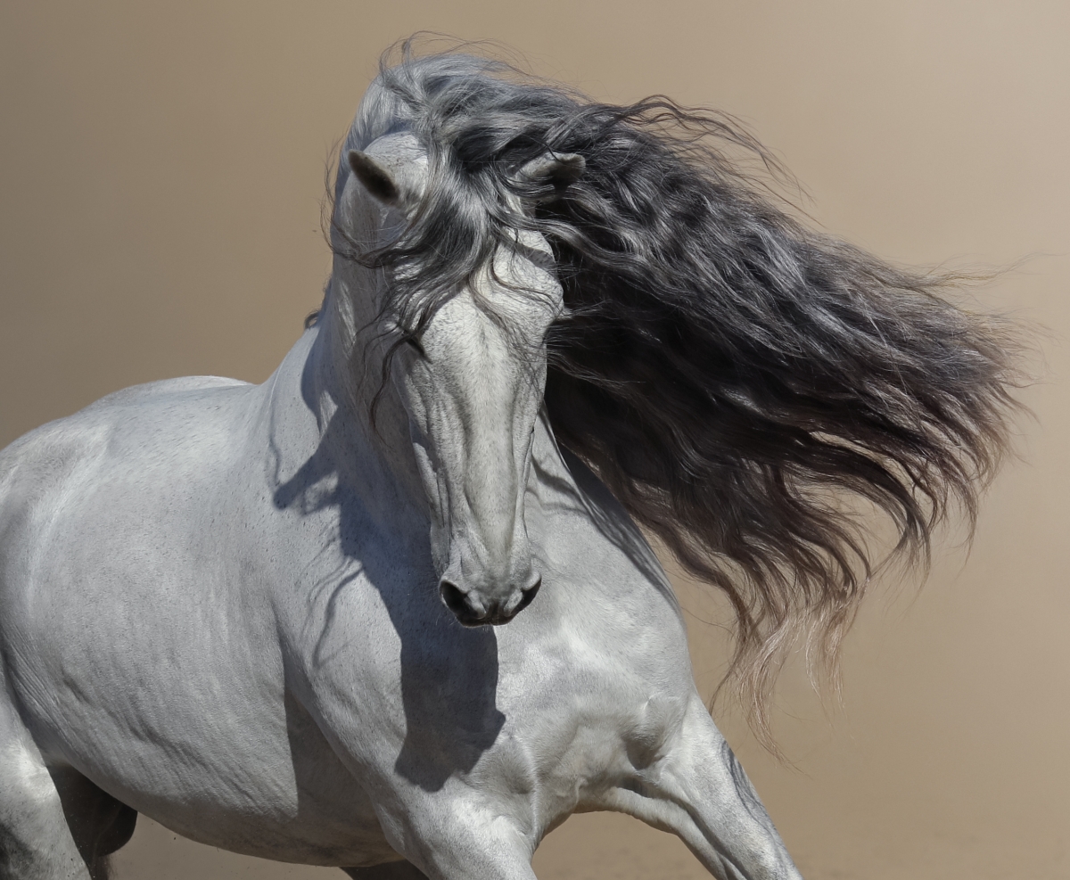 Beautiful Horse Hairstyles - Cowboy Magic - Cowboy Magic