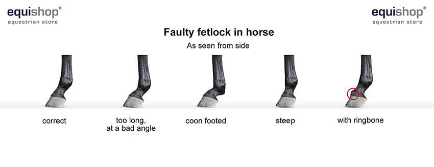 Faulty fetlock in horse