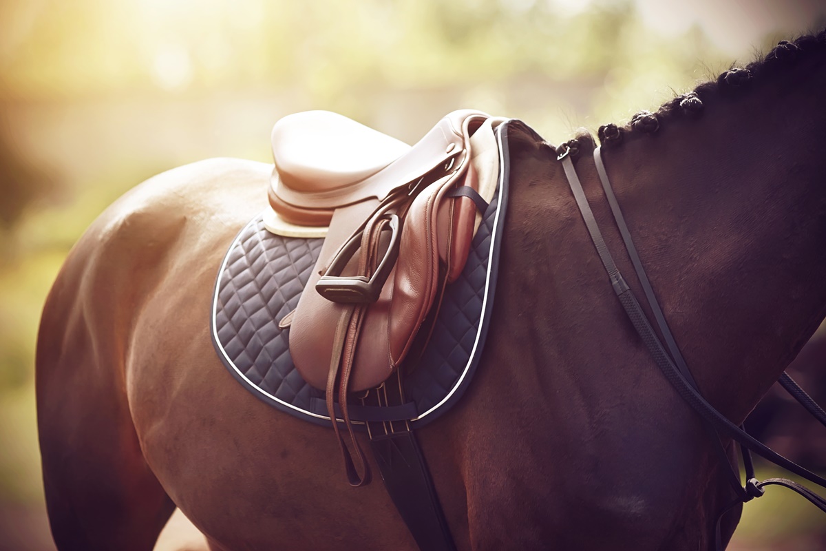 saddle-fitting-how-to-choose-the-correct-saddle-for-a-horse-and-rider