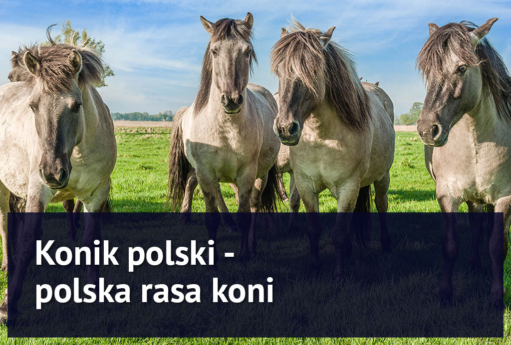 konik_polski