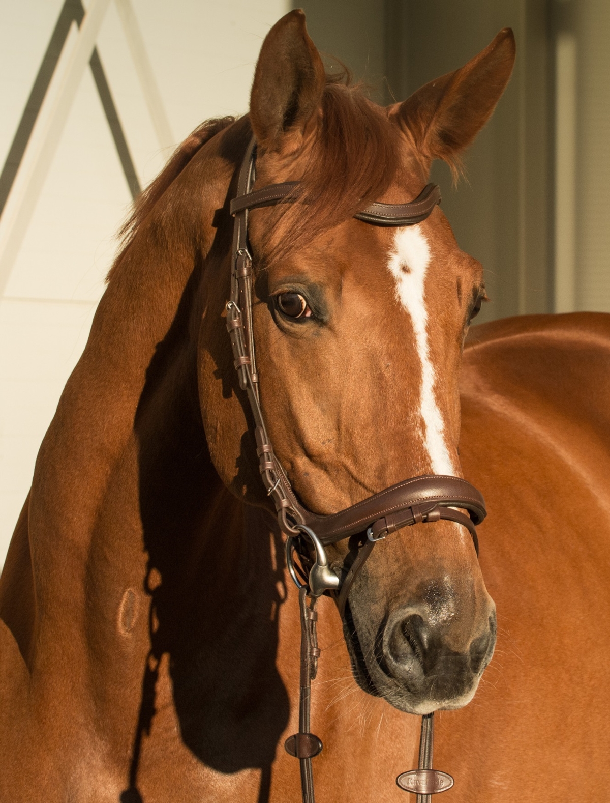 Types of bridles and their parts - EQUISHOP Equestrian Shop