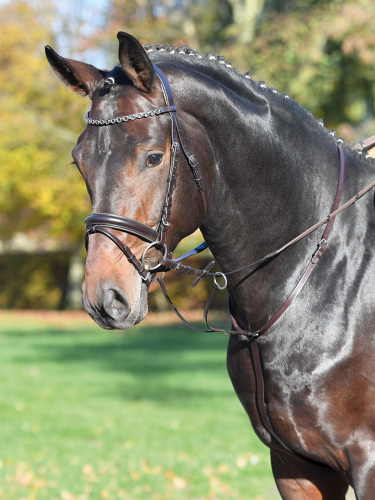 What is a martingale and what is it used for? - EQUISHOP