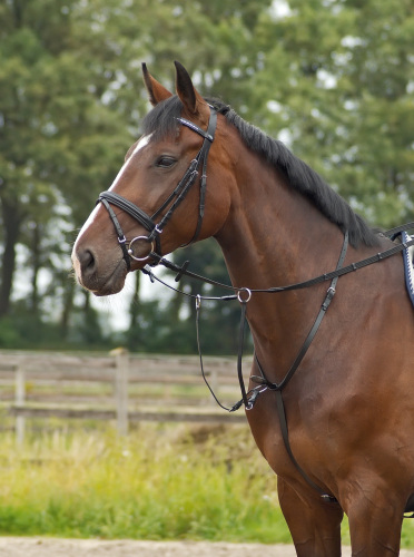 What is a martingale and what is it used for? - EQUISHOP