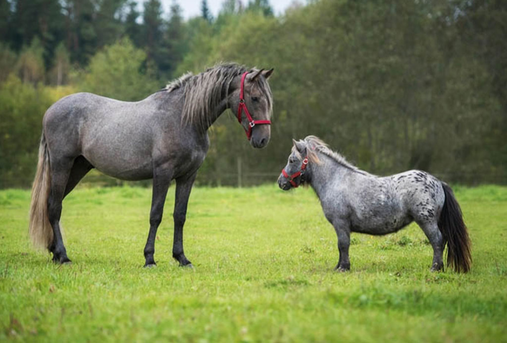 Sztumski horse from Poland  Horses, Horse breeds, Big horses