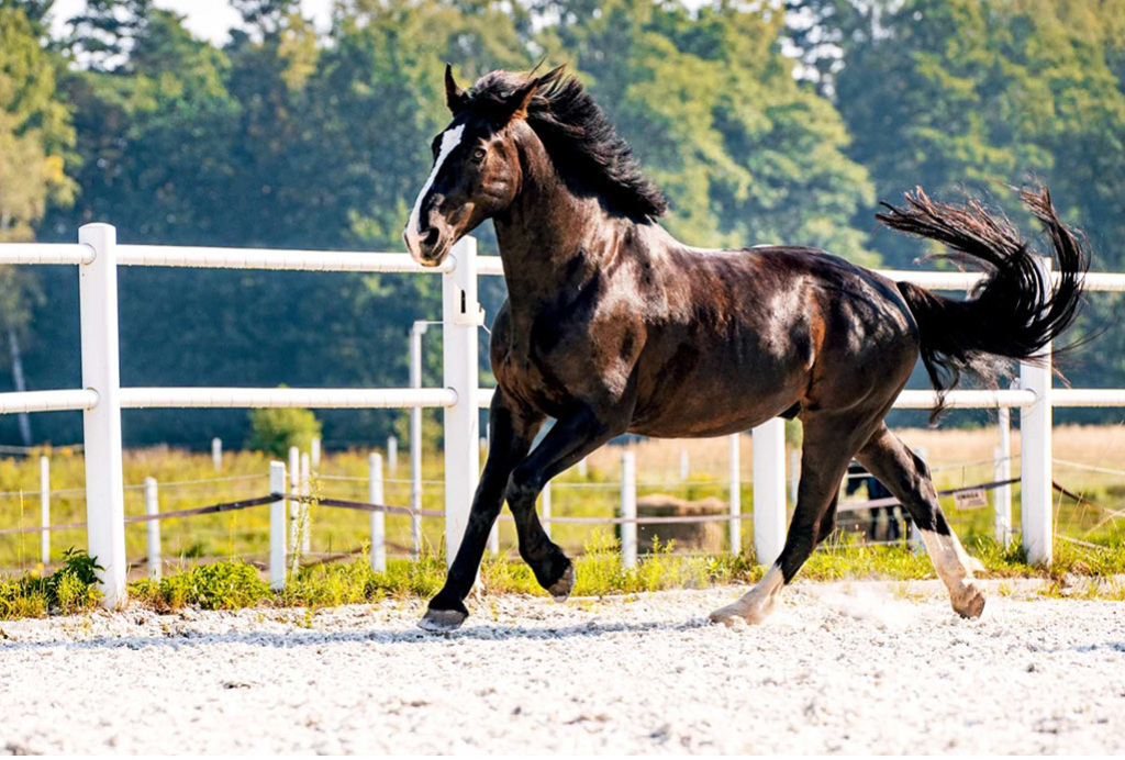 THE SILESIAN HORSE – STRENGTH AND GRACE IN ONE BODY - EQUISHOP ...